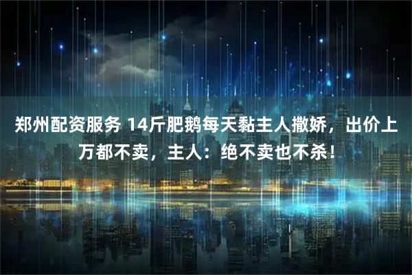 郑州配资服务 14斤肥鹅每天黏主人撒娇，出价上万都不卖，主人：绝不卖也不杀！